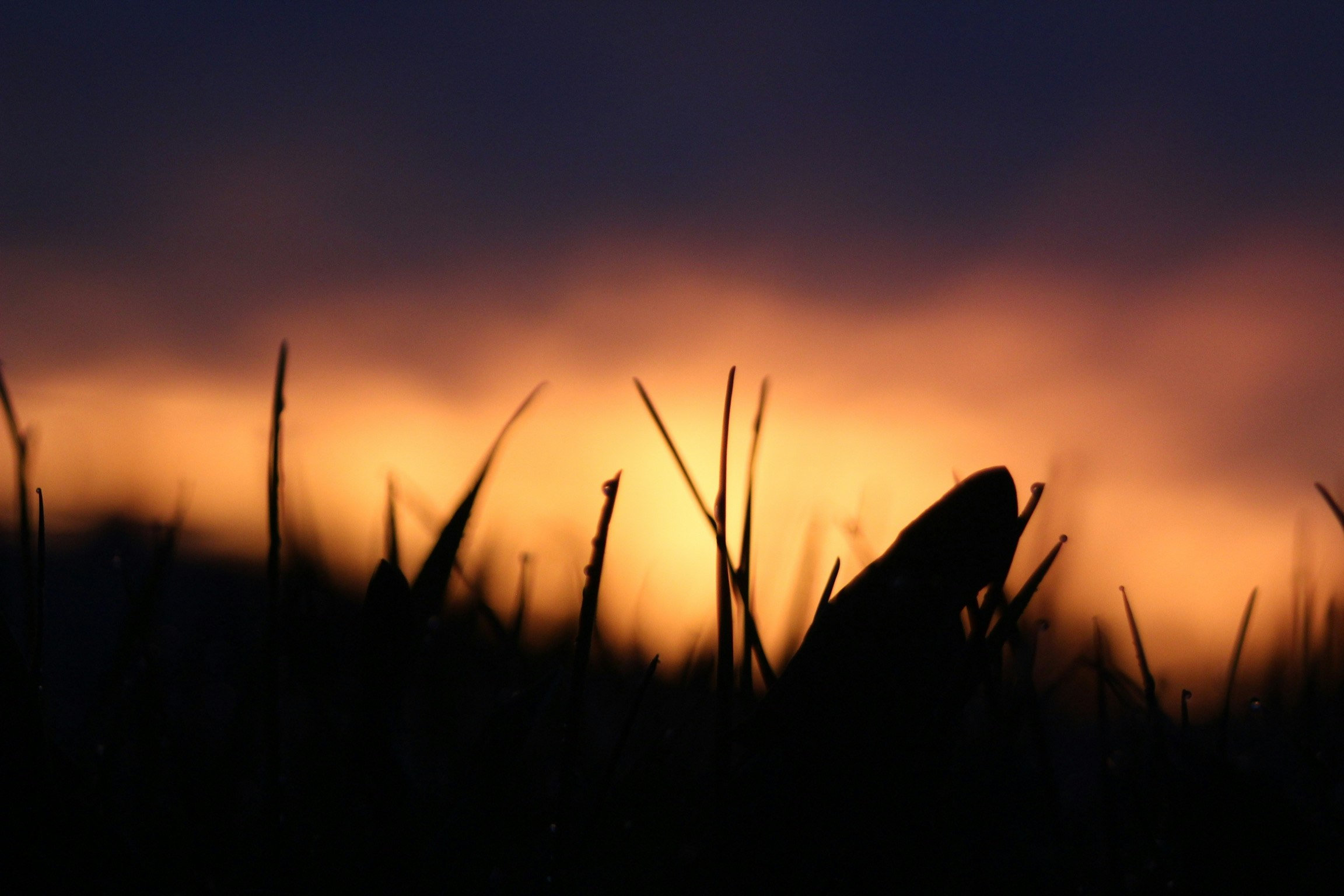 silhouette of grass